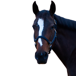 A dark brown horse with a white stripe and a black halter.
